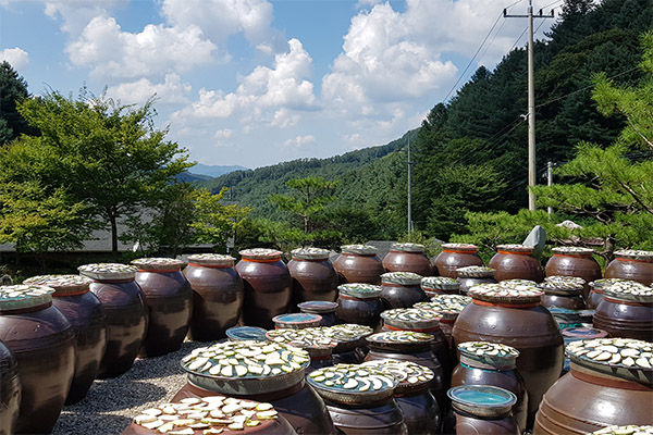 발효과학의 신비